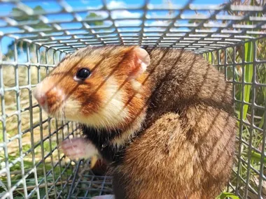 Jaworzno dostało pieniądze na walkę o chomika, który znika z polskich pól