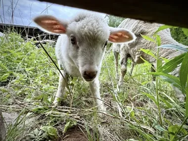 Owce wracają na jaworznickie łąki – wsparcie dla rzadkich muraw
