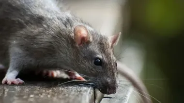 Rusza powszechna deratyzacja – harmonogram, obowiązki i zasady bezpieczeństwa