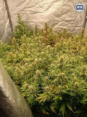 Za ścianą zwykłego domu rosła plantacja - policja znalazła 35 krzewów